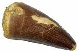 Fossil Mosasaur (Thalassotitan) Tooth - Morocco #333060-1
